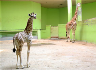 어미 ‘환희’와 함께 내실에 있는 ‘엘사’