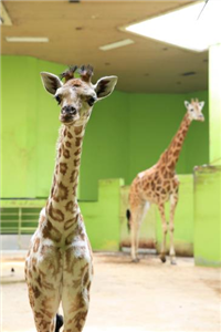 어미 ‘환희’와 함께 내실에 있는 ‘엘사’