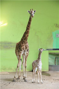 어미 ‘환희’와 함께 내실에 있는 ‘엘사’