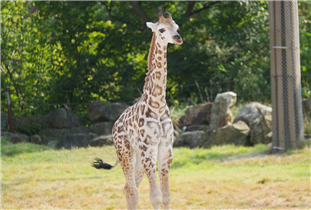 야외 방사장에 있는 ‘엘사’