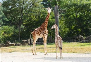 어미 ‘환희’와 함께 있는 ‘엘사’