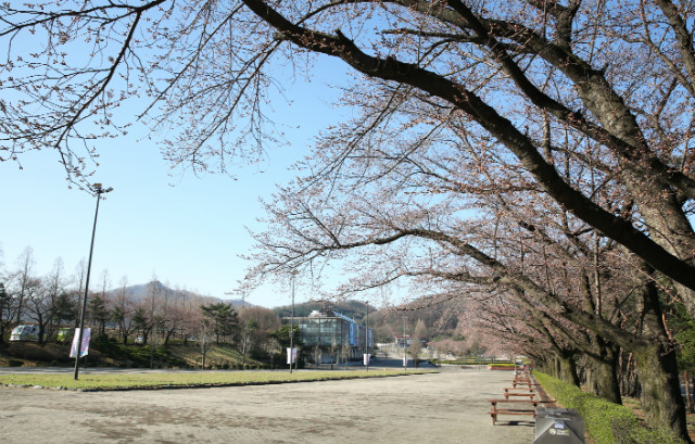 벚꽃-1.jpg