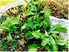 디오네아 레드라인(파리지옥)