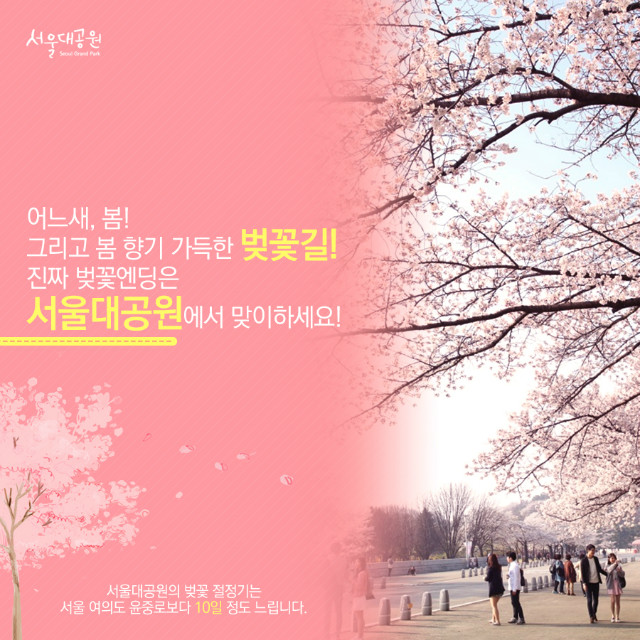 어느새, 봄! 그리고 봄 향기 가득한 벚꽃길!
진짜 벚꽃엔딩은 서울대공원에서 맞이하세요! 서울대공원의 벚꽃 절정기는 서울 여의도 윤중로보다 10일 정도 느립니다.