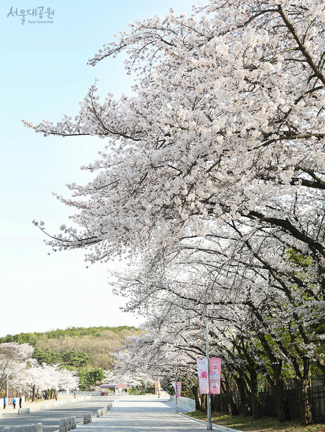 서울대공원의 벚꽃 만개모습