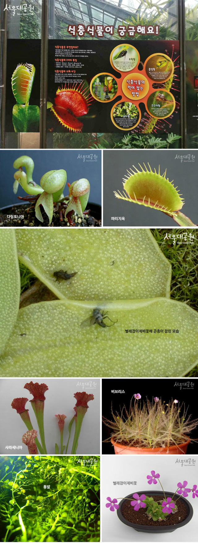 식충식물관, 파리지옥, 다링토니아, 사라세니아, 비브리스, 통발, 벌레잡이 제비꽃