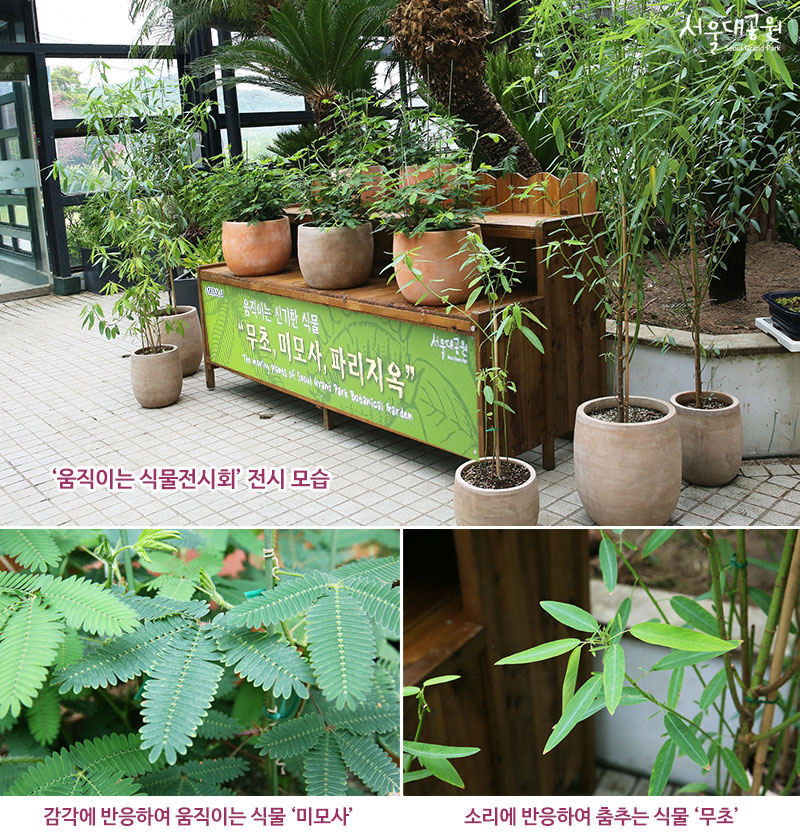 움직이는-식물전시회-전시모습, 감각에 반응하여 움직이는 식물 미모사, 소리에 반응하여 춤추는 식물 무초