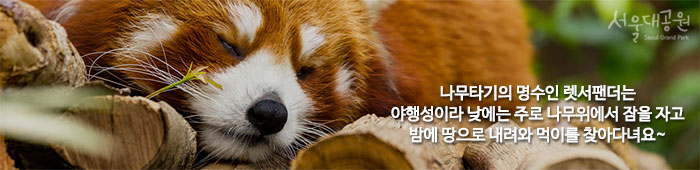 나무타기의 명수인 렛서팬더는 야행성이라 낮에는 주로 나무위에서 잠을 자고밤에 땅으로 내려와 먹이를 찾아다니는 동물입니다.