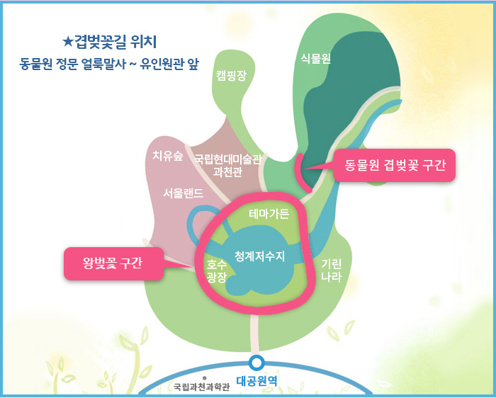 겹벚꽃길 위치 : 동물원 정문 얼룩말사~유인원관 앞