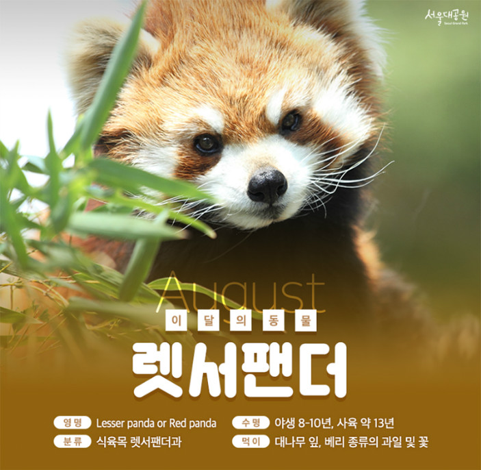 ¼¿ï´ë°ø¿ø Seoul Grand Park. August ÀÌ´ÞÀÇ µ¿¹° '·¿¼ÆÒ´õ', ¿µ¸í:Lesser panda or Red panda, ºÐ·ù:½ÄÀ°¸ñ ·¿¼ÆÒ´õ°ú, ¼ö¸í:¾ß»ý8~10³â, »çÀ°¾à13³â, ¸ÔÀÌ:´ë³ª¹«ÀÙ, º£¸®Á¾·ùÀÇ °úÀÏ ¹× ²É