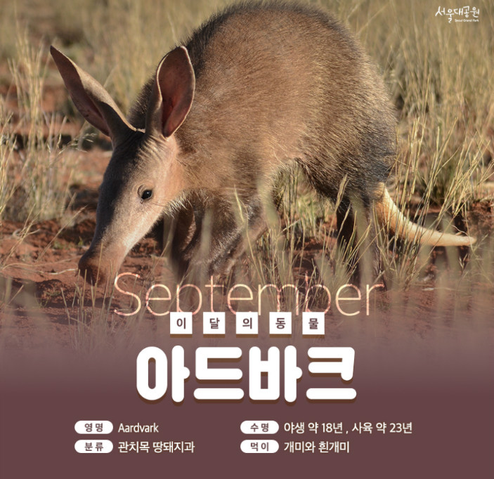 ¼¿ï´ë°ø¿ø Seoul Grand Park. September ÀÌ´ÞÀǵ¿¹° '¾Æµå¹ÙÅ©' ¿µ¸í:Aardvark, ¼ö¸í:¾ß»ý ¾à18³â, »çÀ° ¾à23³â, ºÐ·ù: °üÄ¡¸ñ ¶¥µÅÁö°ú, ¸ÔÀÌ: °³¹Ì¿Í Èò°³¹Ì