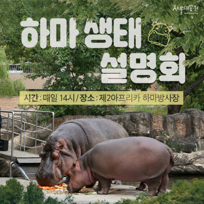 하마 생태설명회, 시간:매일14시, 장소:제2아프리카관 하마방사장
