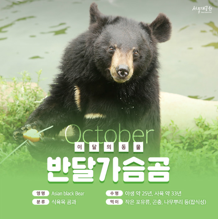 이달의동물 반달가슴곰, 영명-Asian black Bear, 수명-야생 약25년, 사육 약33년, 분류-식육목 곰과, 먹이-작은포유류, 곤충, 나무뿌리등(잡식성)