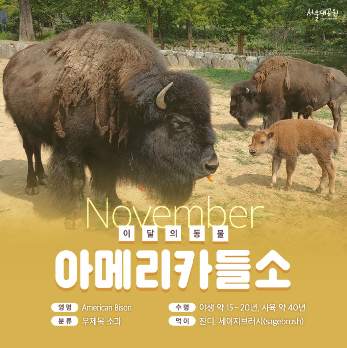 이달의동물 아메리카들소, 영명(American Bison), 수명(야생 약15~20년, 사육 약40년), 분류(우제목 소과), 먹이(잔디, 세이지브러시(sagebrush))