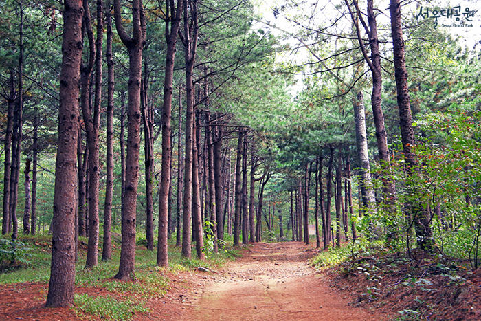 치유의숲-전경-사진