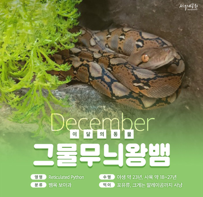 이달의동물 '그물무늬왕뱀' 영명 Reticulated Python, 수명 야생 약23년 사육 약18~27년, 분류 뱀목 보아과, 먹이 포유류 크게는 말레이곰까지 사냥
