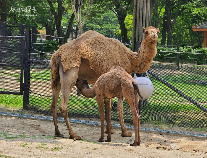 [사진]엄마 젖을 먹고 있는 아기 단봉낙타
