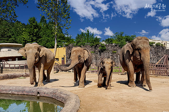 [사진]10월의동물 아시아코끼리