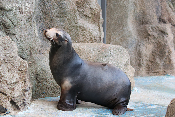 11월의동물 캘리포니아바다사자
