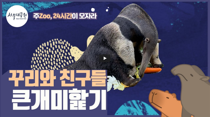 주Zoo, 24시간이 모자라! 동물교육영상 시리즈! 1편! 큰캐미핥기 ‘꾸리’ 