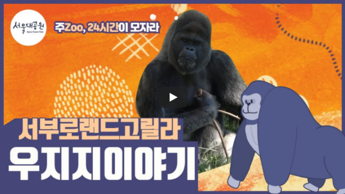 주Zoo, 24시간이 모자라! 동물교육영상 시리즈! 2편! 서부로랜드고릴라 우지지이야기