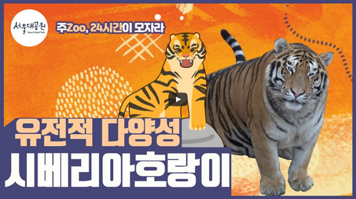 주Zoo, 24시간이 모자라! 동물교육영상 시리즈! 4편! 유전적다양성, 시베리아호랑이