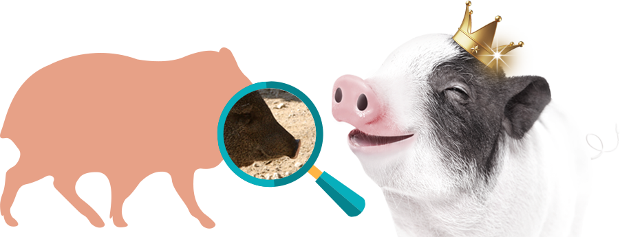 µÅÁö