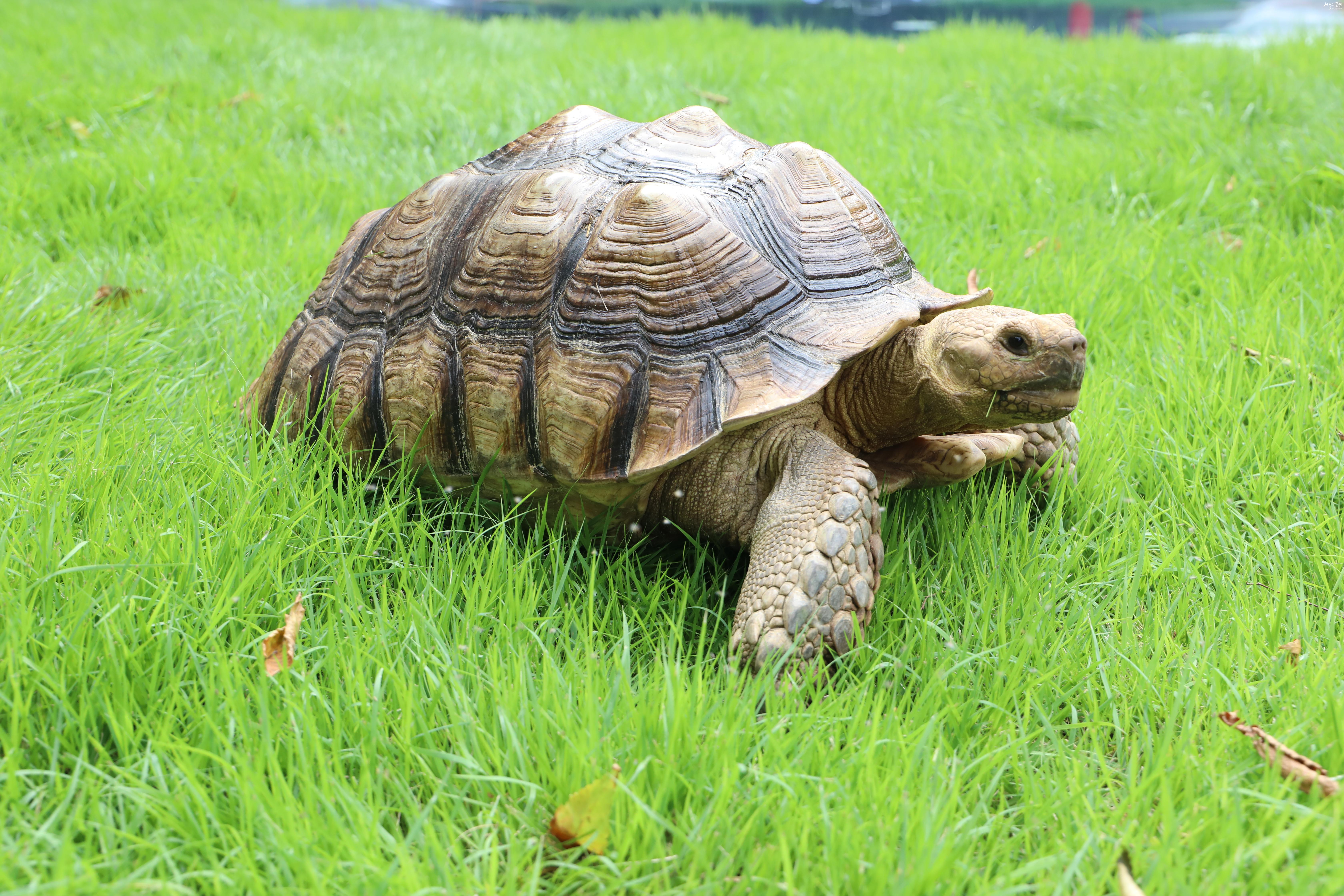 민며느리발톱거북 사진
