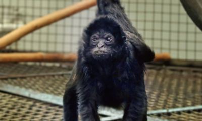 검은머리거미원숭이