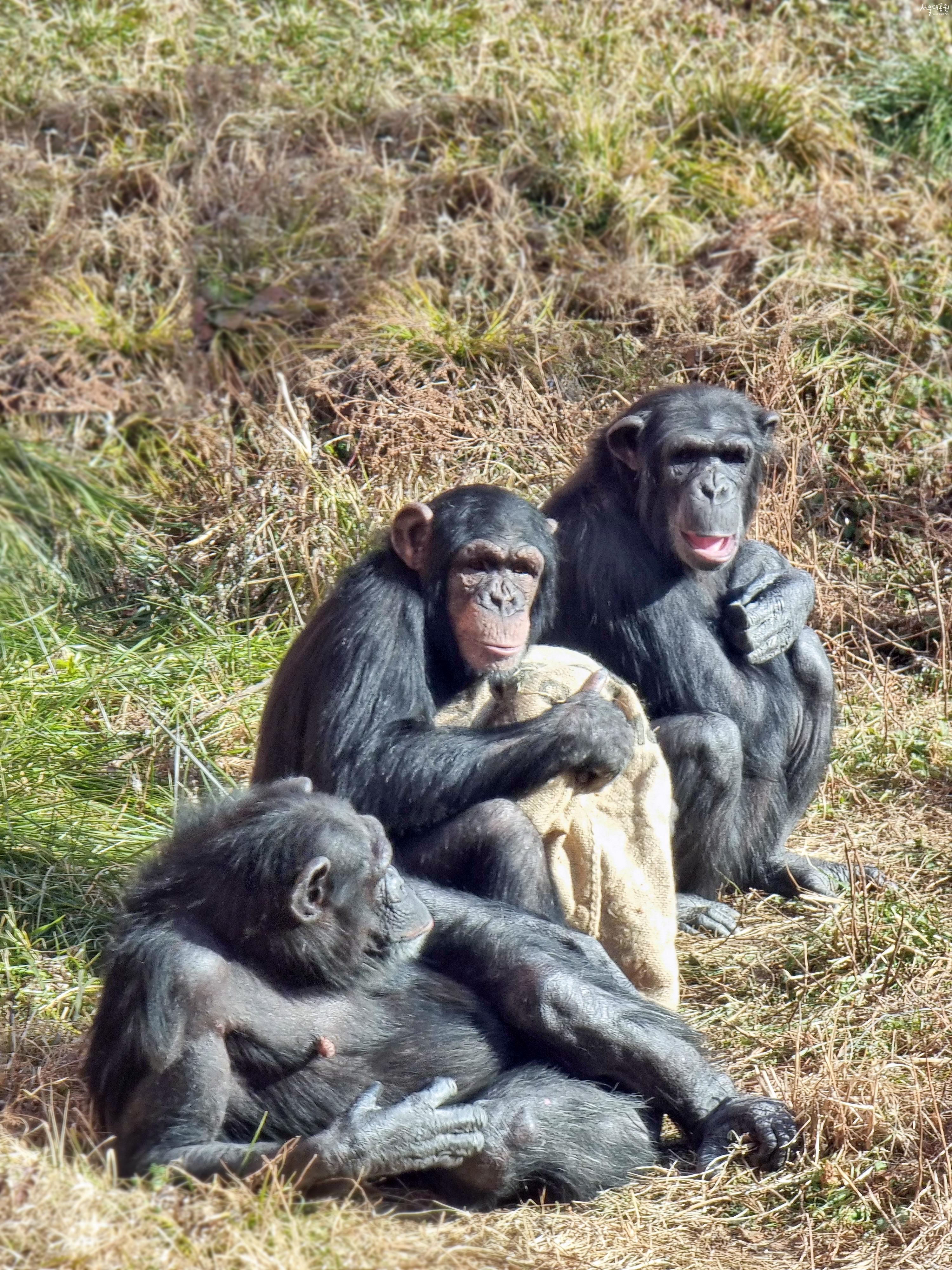 침팬지 콘텐츠 이미지