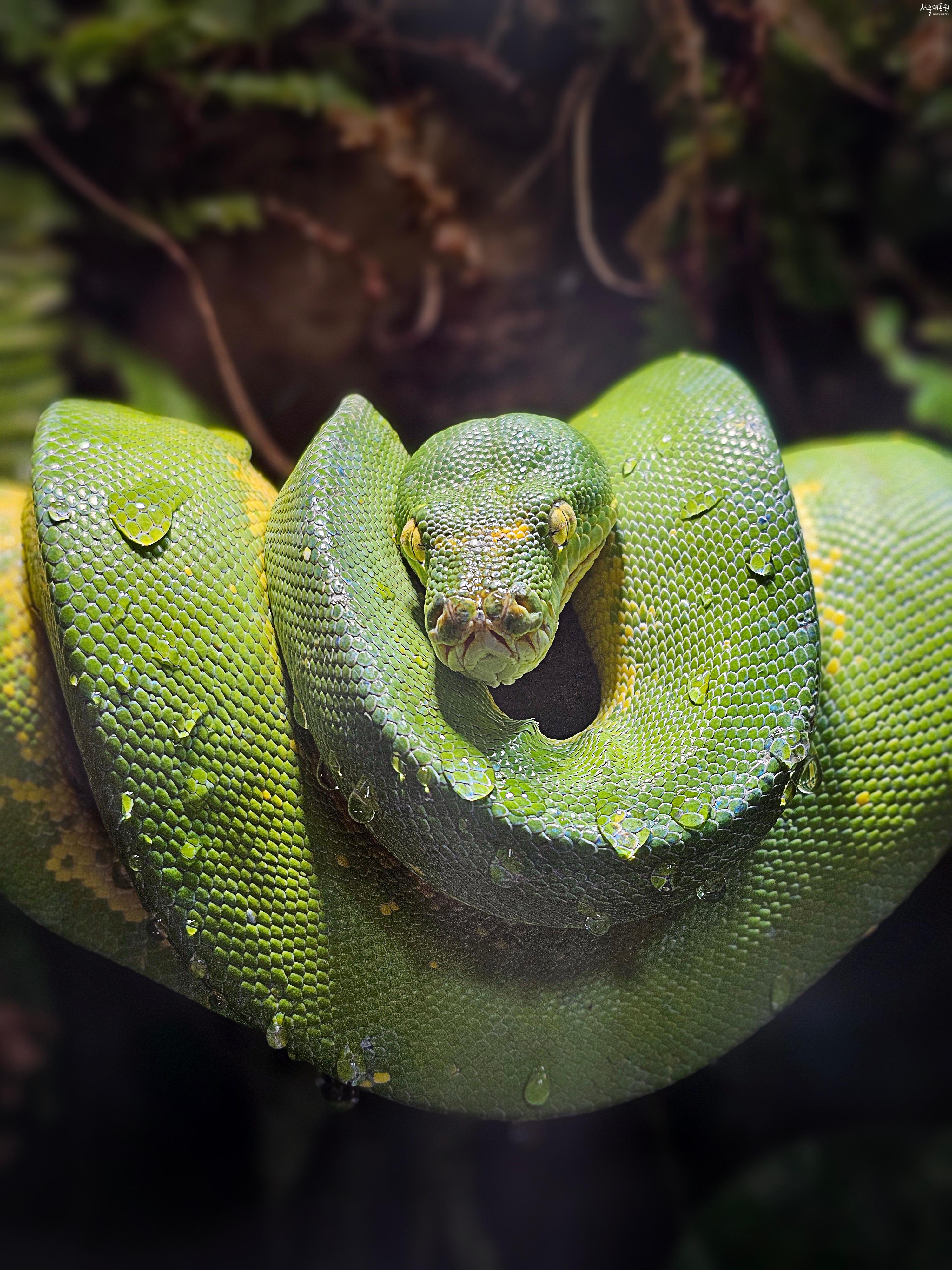 초록나무비단구렁이 사진