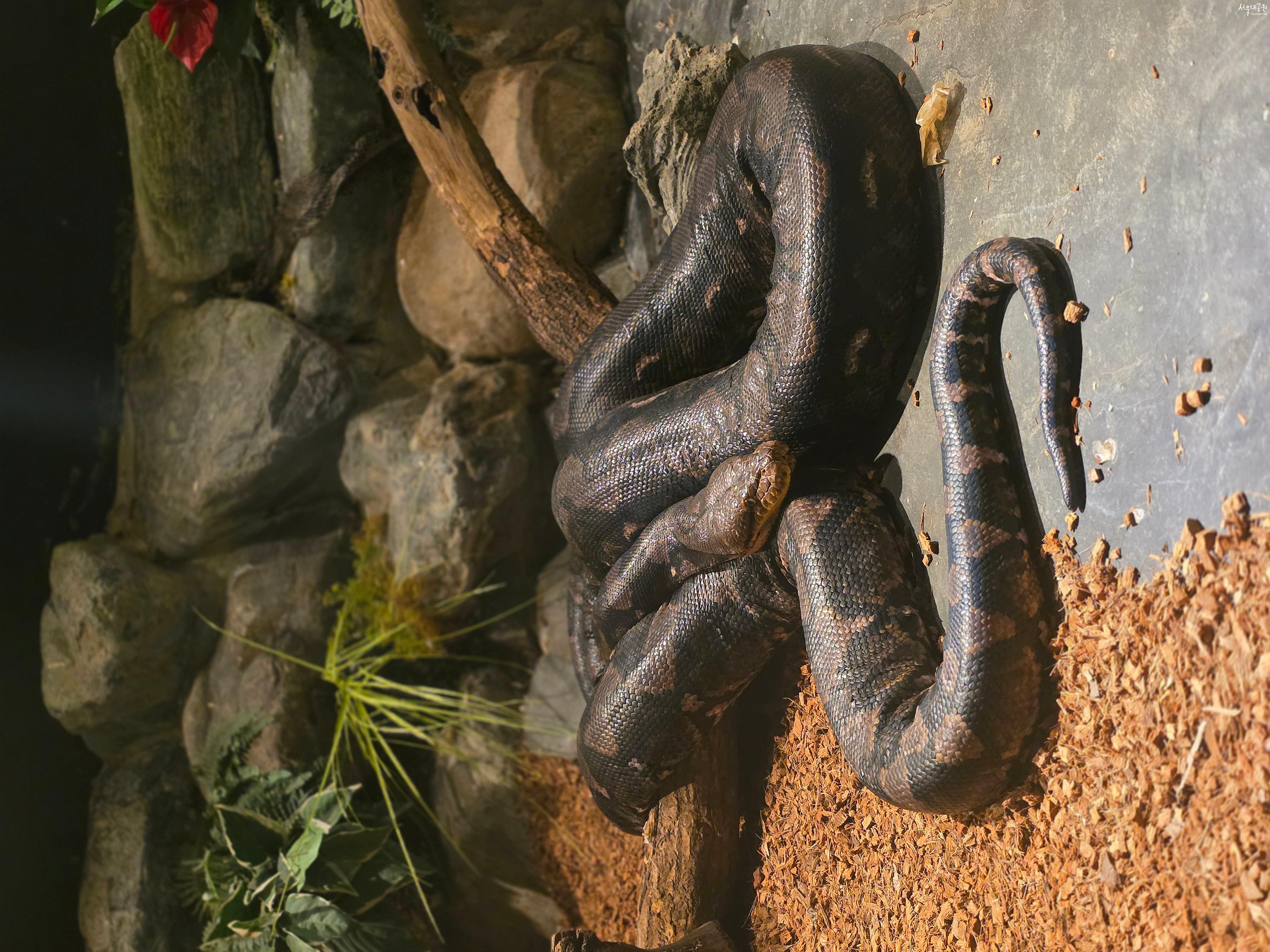 그물무늬왕뱀 사진