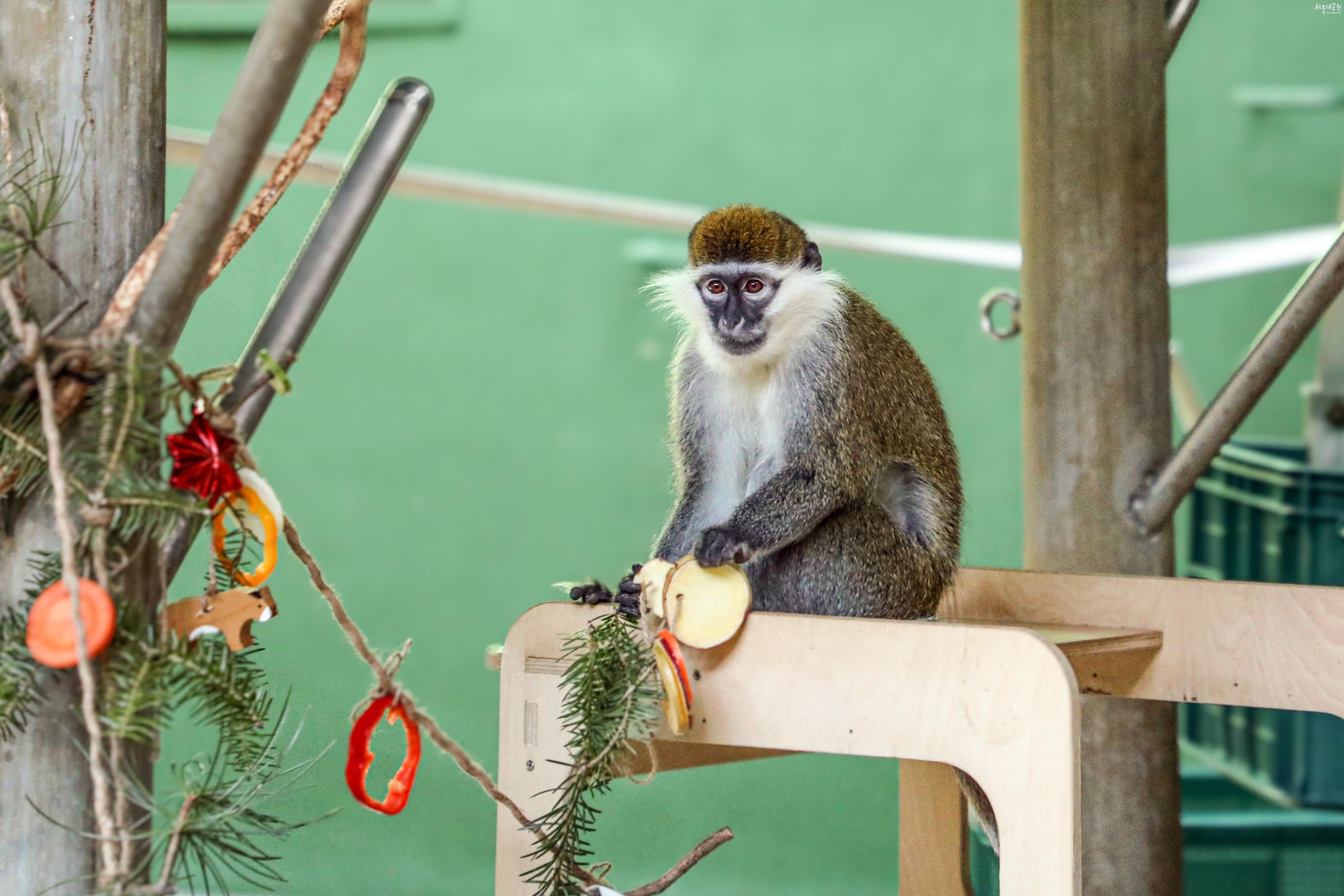 사바나원숭이 (그리벳원숭이) 콘텐츠 이미지