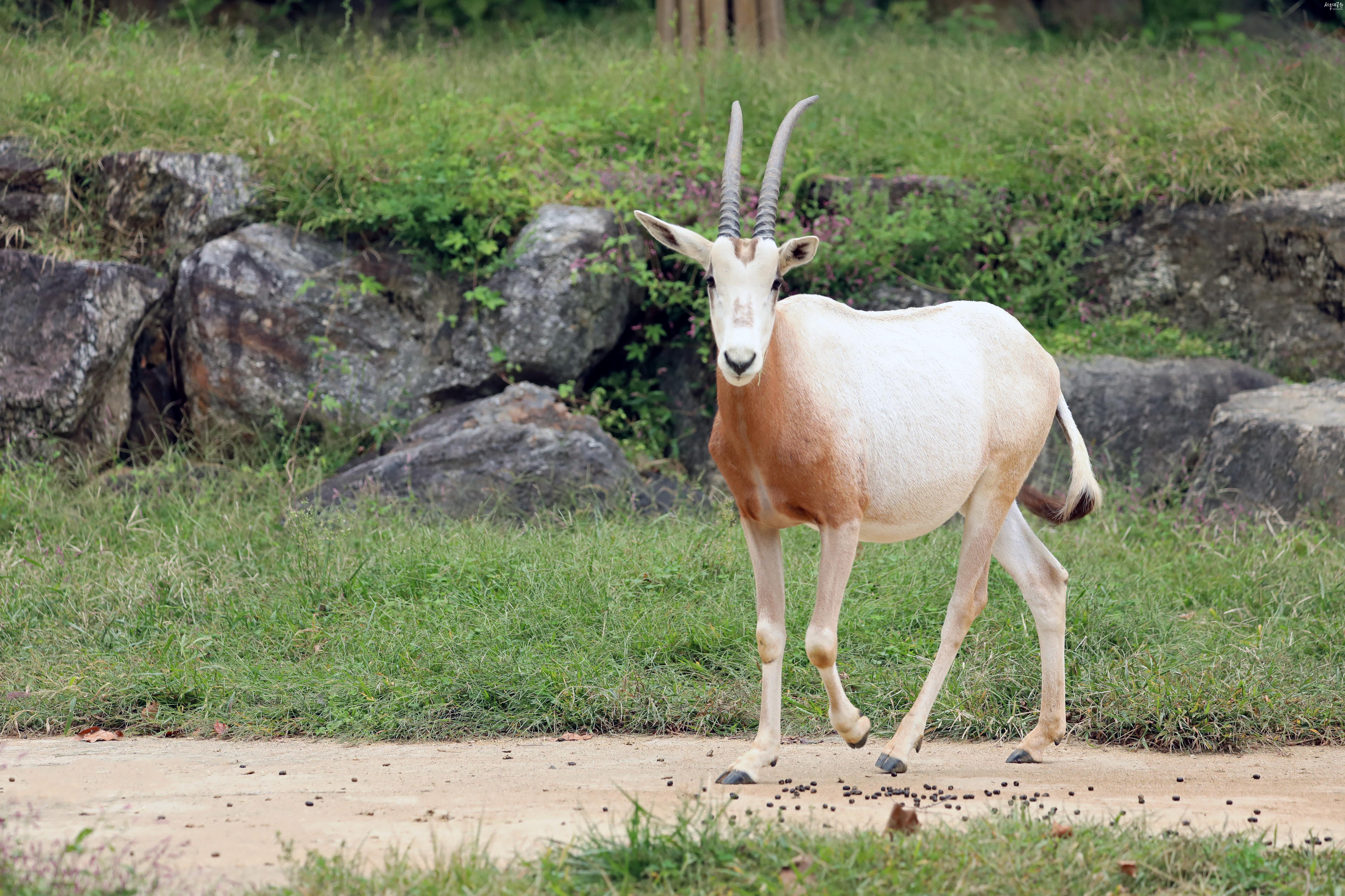 흰오릭스 사진 콘텐츠 이미지