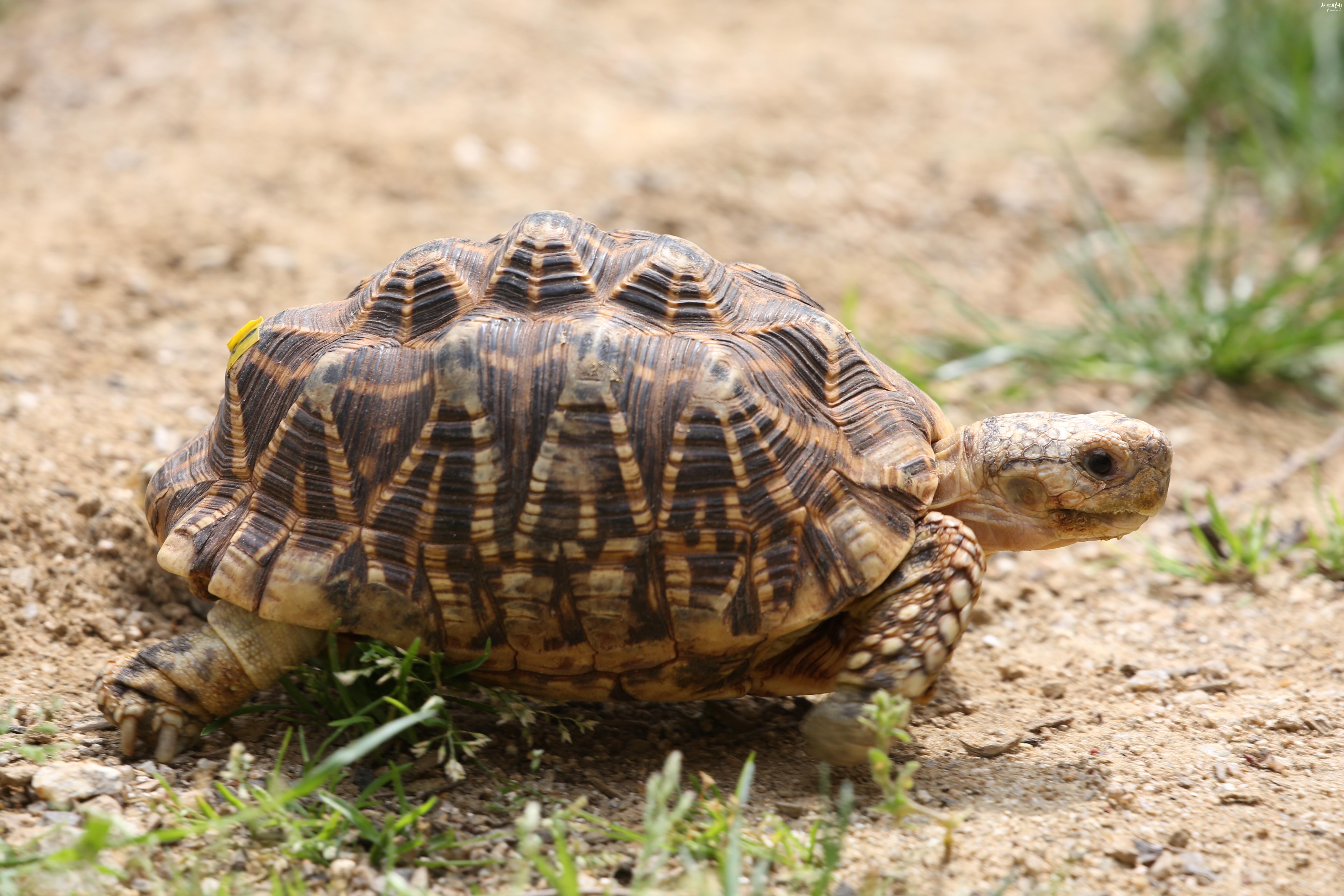 인도별거북 사진