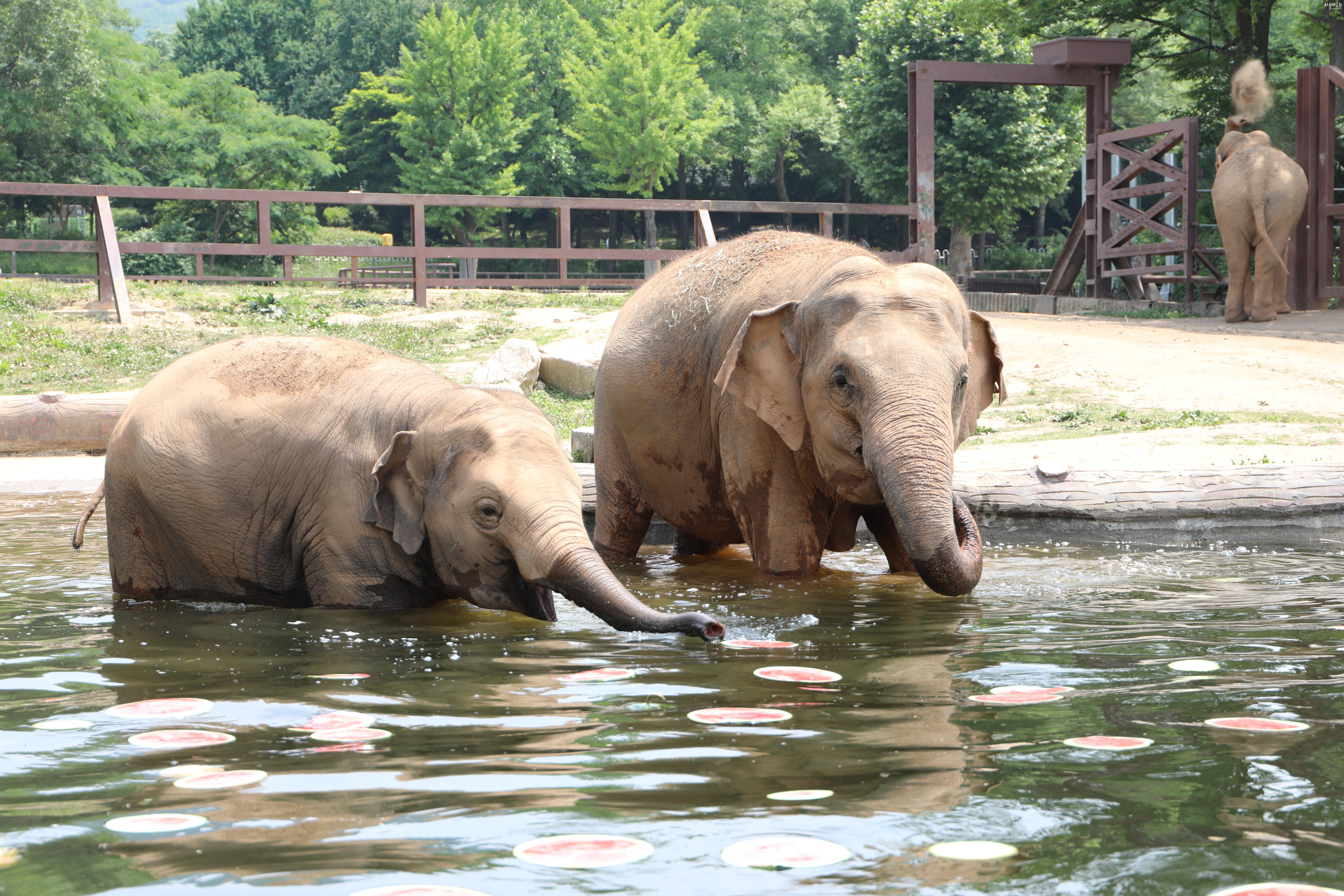 아시아코끼리 사진 콘텐츠 이미지