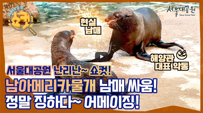 어메이징~ 해양관 남아메리카물개 남매의 찐난리브루스 현장!