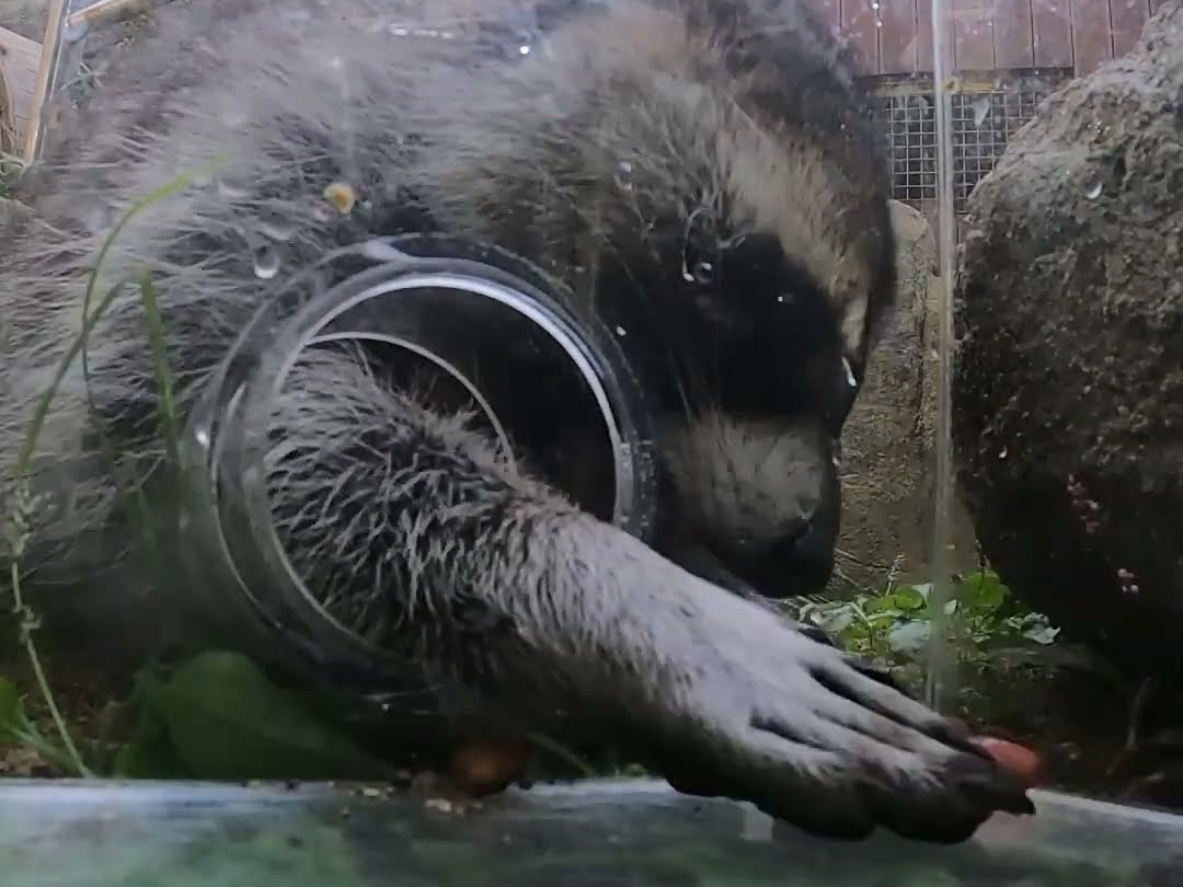 2024 행동 풍부화의 날_라쿤