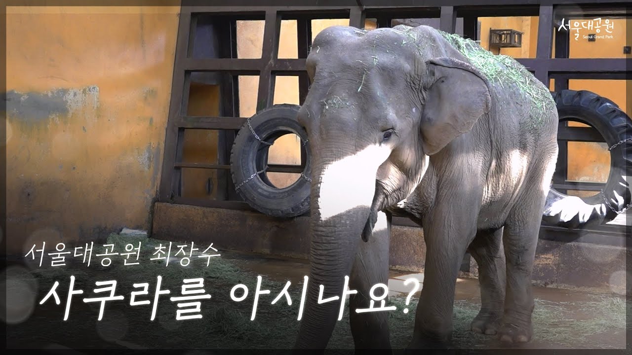 Do you know Sakura, Korea's oldest elderly elephant?
