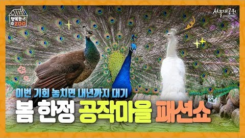화려함의 끝판왕! 57마리 공작이 사는 마을에 초대합니다 ✨🦚