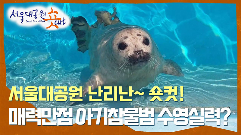 The history of swimming skills of the baby Harbor Seal
