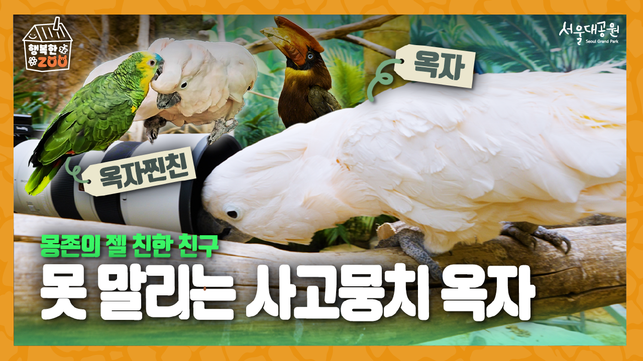  붉은관유황앵무계의 금쪽이 옥자와 몽존이의 특별한 우정 | 서울대공원 열대조류관 이야기 🌴🦜