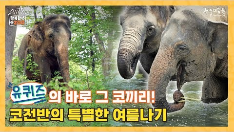 🎙️[유퀴즈에 출연한(!) 그 코끼리들의 특별한 여름나기 🐘☀️]