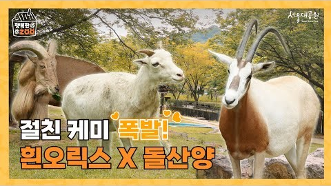 😊절친 케미 폭발! 흰오릭스 X 돌산양 🐾 제2 아프리카관의 세 동물 이야기