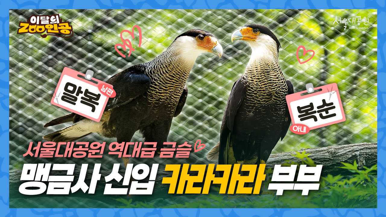 말복이와 복순이? 귀하고 희한한 '카라카라' 부부 최초 공개 🧡