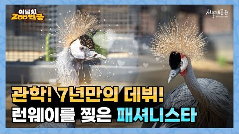 [이달의zoo인공] 아프리카를 대표하는 패셔니스타, 관학을 소개합니다👑