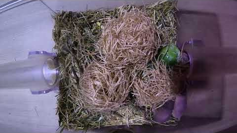 2024 행동 풍부화의 날_네이키드몰랫