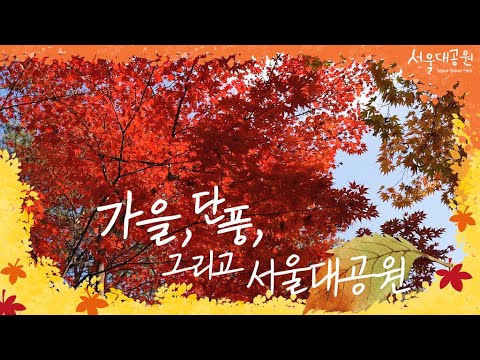Autumn, autumn leaves and Seoul Grand Park