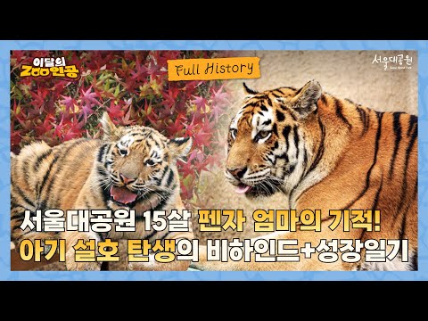 🍂 11월 이달의 동물, 아기호랑이 설호의 탄생 비하인드 + 성장일기! 🐯