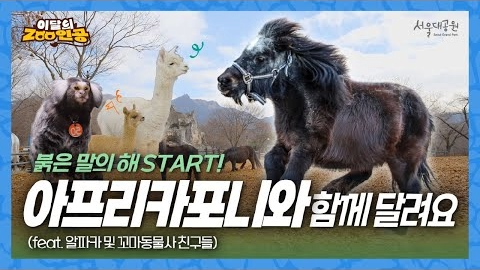 [이달의ZOO인공] 🐴 병오년 붉은 말의 해! 어린이동물원 아프리카포니 가족을 소개합니다